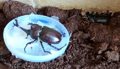 暑い夏も到来に、